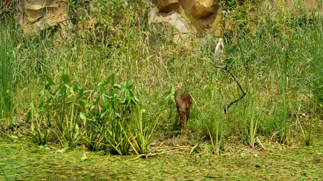 视频3 00_00_13-00_00_19.gif